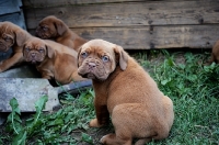 Picture of Dogue de Bordeaux puppies, looking back
