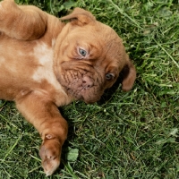 Picture of Dogue de Bordeaux puppies lying on grass