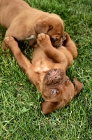 Picture of Dogue de Bordeaux puppies playing