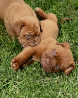 Picture of Dogue de Bordeaux puppies playing