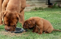 Picture of Dogue de Bordeaux puppies watching mother eat