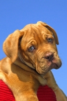 Picture of Dogue de Bordeaux puppy against blue sky