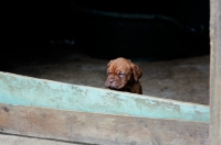 Picture of Dogue de Bordeaux puppy behind threshold