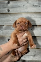 Picture of Dogue de Bordeaux puppy being held up
