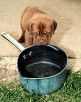 Picture of Dogue de Bordeaux puppy inspecting pan