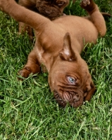 Picture of Dogue de Bordeaux puppy lying on grass