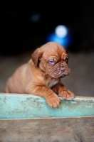 Picture of Dogue de Bordeaux puppy