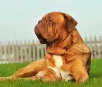 Picture of Dogue de Bordeaux resting on grass