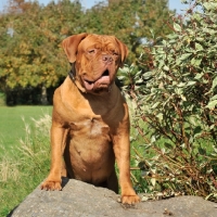 Picture of Dogue de Bordeaux resting on rock