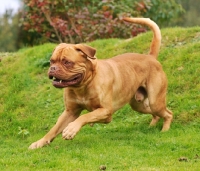 Picture of Dogue de Bordeaux running on grass
