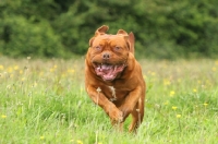 Picture of Dogue de Bordeaux running