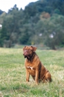 Picture of Dogue de Bordeaux sitting in a field