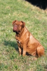 Picture of Dogue de Bordeaux sitting on grass