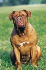 Picture of Dogue de Bordeaux sitting on grass