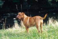 Picture of Dogue de Bordeaux standing at river bank