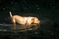 Picture of Dogue de Bordeaux standing in river