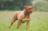 Picture of Dogue de Bordeaux standing in field