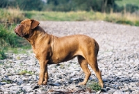 Picture of Dogue de Bordeaux standing on a stoney path