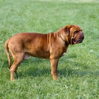 Picture of dogue de bordeaux standing on grass