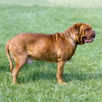 Picture of dogue de bordeaux standing on grass