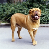 Picture of dogue de bordeaux standing on a path