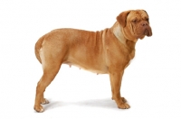 Picture of Dogue de Bordeaux standing posed