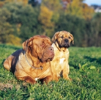 Picture of Dogue de bordeaux with puppy