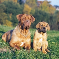 Picture of Dogue de Bordeaux with puppy