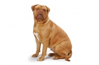 Picture of Dogue de Bordeaux