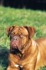 Picture of Dogue de Bordeaux