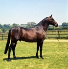 Picture of Dolichos, Anglo Arab UK full body 