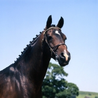 Picture of Dolichos, Anglo Arab UK head study