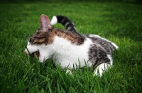 Picture of Domestic cat eating grass.