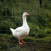 Picture of domestic geese near fence