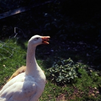 Picture of domestic geese talking