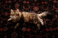 Picture of Domestic longhair cat at home, lying on carpet