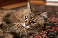 Picture of Domestic longhair cat at home, lying on carpet