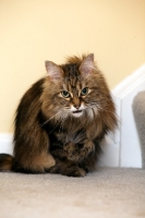Picture of Domestic Longhair cat at home
