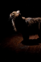 Picture of Domestic longhair cat looking up