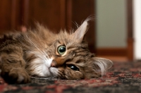 Picture of Domestic Longhair cat lying on carpet