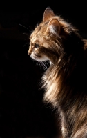 Picture of Domestic shorthair cat on black background