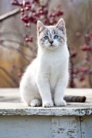Picture of Domestic Shorthair cat sitting outside