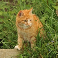 Picture of domestic shorthaired cat mixed breed