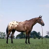 Picture of dominion witch doctor, Appaloosa full body 