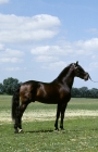 Picture of domino, lusitano stallion in portugal