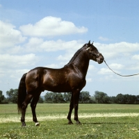 Picture of domino, lusitano stallion in portugal