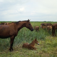 Picture of Don mare and foal in taboon on Steppes, Russia, 