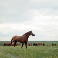 Picture of Don stallion in a taboon on the Steppes, Russia