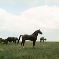 Picture of Don stallion in taboon on plains