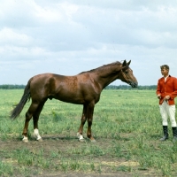 Picture of Don stallion with Russian handler, full body 